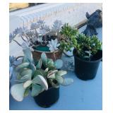 Misc. Succulents