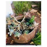 Misc. Outdoor Plants