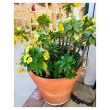 Misc. Outdoor Plants