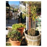 Misc. Outdoor Plants