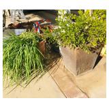 Misc. Outdoor Plants