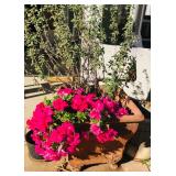 Misc. Outdoor Plants