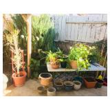 Miscellaneous potted plants and pots