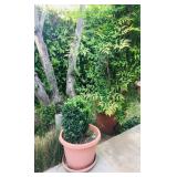 Lots of Potted Plants