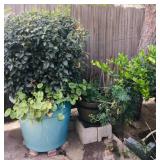 Lots of Potted Plants