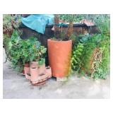 Lots of Potted Plants