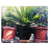 Lots of Potted Plants