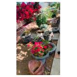 Misc. Plants