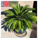 1 of 2 Sago Palms