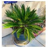 2 of 2 Sago Palms