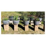 Herbs in Wood Barrels