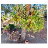 Numerous Staghorn Plants