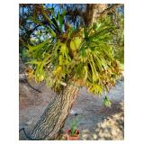 Numerous Staghorn Plants
