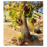 Numerous Staghorn Plants