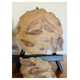 Fish Fossils