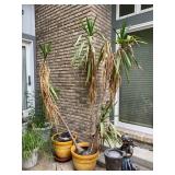 Potted Plants