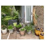 Potted Plants