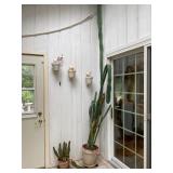 Large Indoor House Plants