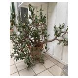 Large Indoor House Plants