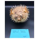 Porcupine Blow Fish