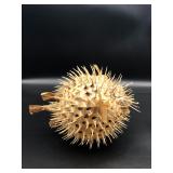 Porcupine Blow Fish