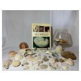 Sea Of Sea Shells