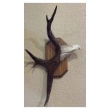 Carved Eagle From Elk Antler