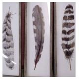 Framed Image of Large Feathers