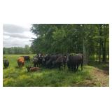 May 27 - Cattle Farm Equip Guns Antiques Contents
