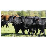 Wednesday 1 pm Livestock Sale