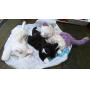 BEENIE BABIES, WWW.ONLINEAUCTIONSLLC.NET