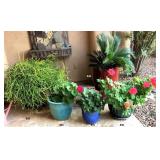 Flowering Plants in Ceramic Planters