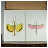 PAIR INSECT PRINTS