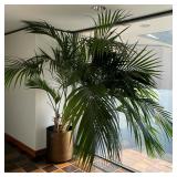 LARGE POTTED PLANT