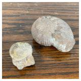 PAIR OF FOSSILS