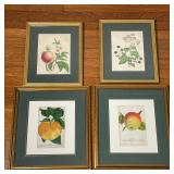 (4pc) FRUIT & BOTANICAL PRINTS