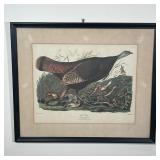 AUDUBON BIRD PRINT