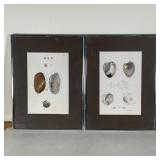 PAIR SCIENTIFIC SHELL PRINTS