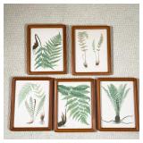 (5pc) BOTANICAL ILLUSTRATIONS | h. 13 x 10 in. (each framed) 