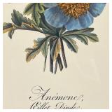 BOTANICAL PRINT | Print of blue flowers, "Anemonel Eillet Dinde" in a blue painted folk art frame; o