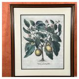 FRAMED BOTANICAL PRINT | "Melanzanafructupallido." Reproduction print nicely matted and framed; over