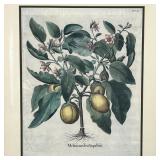 FRAMED BOTANICAL PRINT | "Melanzanafructupallido." Reproduction print nicely matted and framed; over