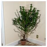 TALL POTTED SUCCULENT | Tall plant in a terracotta planter; overall approx. h. 58 x w. 33 in.