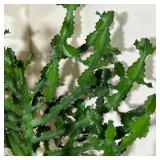 TALL POTTED SUCCULENT | Tall plant in a terracotta planter; overall approx. h. 58 x w. 33 in.