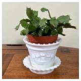 two glass vases (h. 8 in.), plus a white coral on plastic stand and a small potted plant in an "MMA"