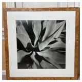 FRAMED PHOTOGRAPH | Black and white photograph of a plant in shadows in a burled frame, appears to b