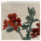 copper engravings of Geranium botanicals, each in a matching gilt frame; sight 8 x 5 in., overall 15