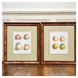 Color prints, studies of apples, nicely matted in matching frames; sight 11 x 9 in., overall 21 x 19