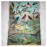 AUDUBON CHART NO. 2  | Vintage Audubon poster with birds, published by Milton Bradley, paper on line