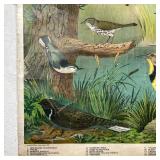 Vintage Audubon poster with birds, published by Milton Bradley, paper on linen - w. 28 x h. 44 in. (